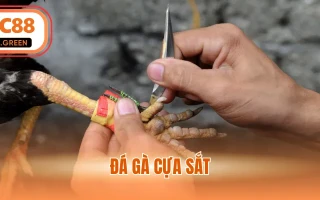 Đá Gà Cựa Sắt - Chiến Thuật Chinh Phục Đấu Trường Thomo