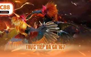 Trực Tiếp Đá Gà 167 - Theo Dõi Các Màn So Tài Đỉnh Cao